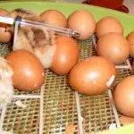 Why don’t chicks hatch in an incubator?