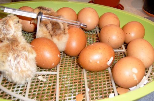 Why don&#8217;t chicks hatch in an incubator?