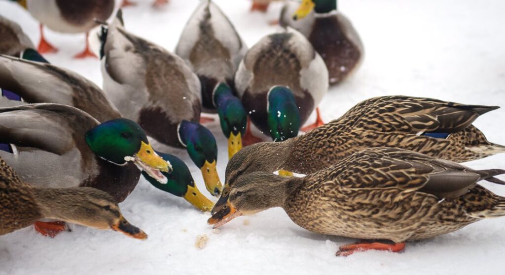 Why ducks can’t have bread: why such food is harmful