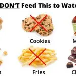 Why ducks can’t have bread: why such food is harmful