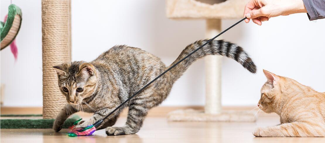 Why exercise is important for a cat&#8217;s health