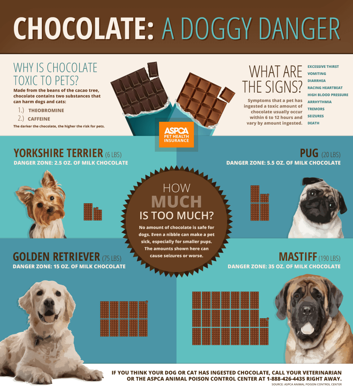 Why is chocolate dangerous for dogs?