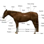 Why is it important to feel where the horse’s legs are?