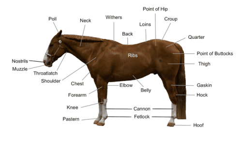 Why is it important to feel where the horse&#8217;s legs are?