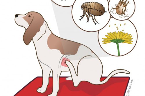 Why is my dog ​​itching?
