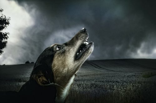 Why is the dog howling?
