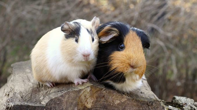 Why is the guinea pig so called, the history of the origin of the name