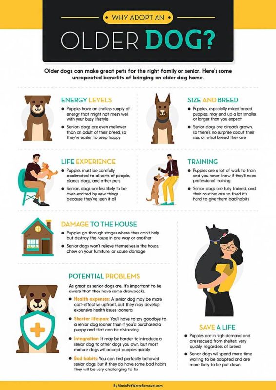 Why should you adopt an older dog?