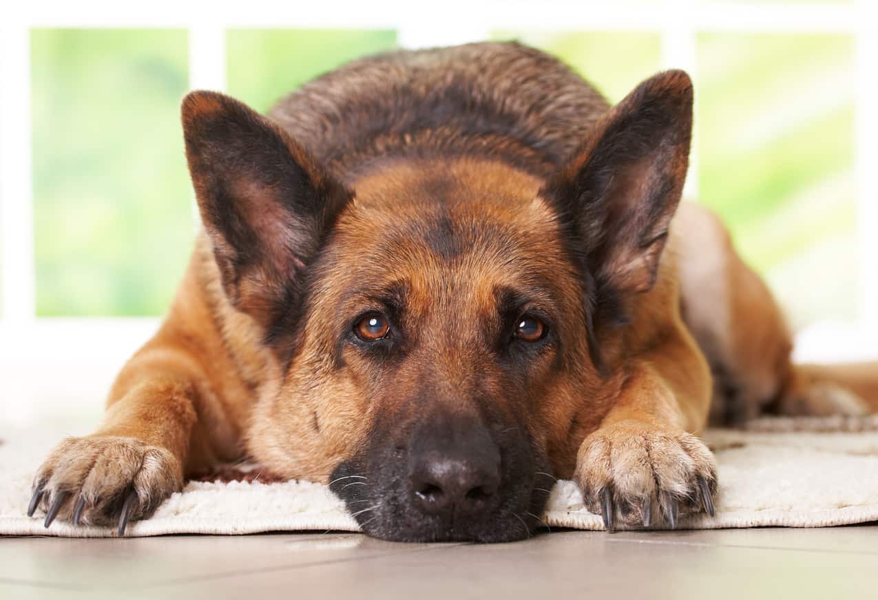 Why the dog does not eat and what to do about it