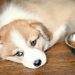 Why a dog eats very quickly and what to do about it