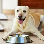 Why the dog does not eat: let’s talk about physiological reasons