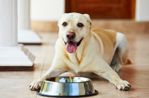 Why the dog does not eat: let&#8217;s talk about physiological reasons