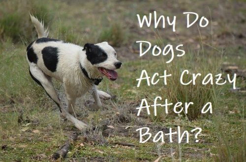 Why the dog is furious after bathing: all about bursts of energy