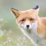 Why the fox is sly and red: let’s talk about the character of the animal