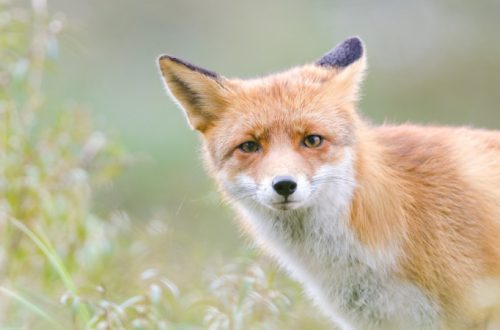 Why the fox is sly and red: let&#8217;s talk about the character of the animal