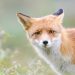 How the fox hunts: what tricks does it resort to