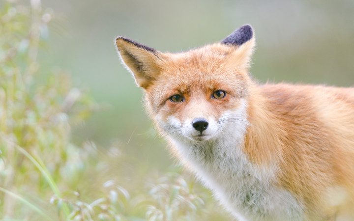 Why the fox is sly and red: let&#8217;s talk about the character of the animal