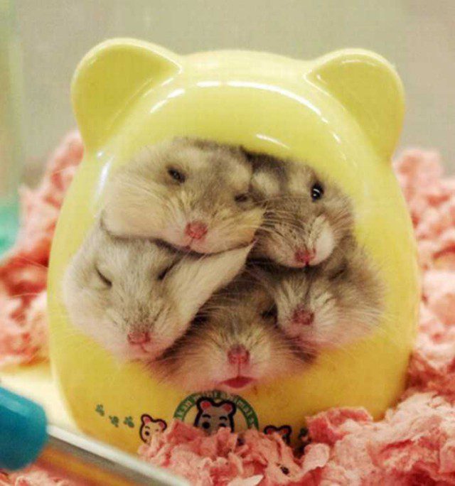 Why the hamster does not sleep in the house or does not leave it, how to calm the hamster at night