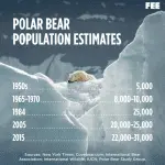 Why the number of polar bears is decreasing: what are the reasons
