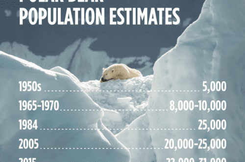 Why the number of polar bears is decreasing: what are the reasons