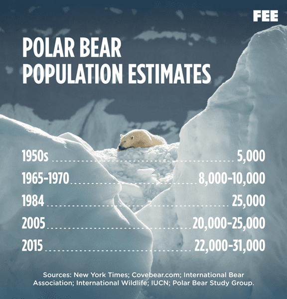 Why the number of polar bears is decreasing: what are the reasons