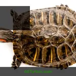 Why the red-eared turtle does not climb onto the island (land)