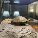 Why the red-eared turtle does not eat anything, is lethargic and sleeps: reasons for refusing food and pet inactivity