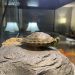Diseases of red-eared turtles: symptoms, treatment, prevention