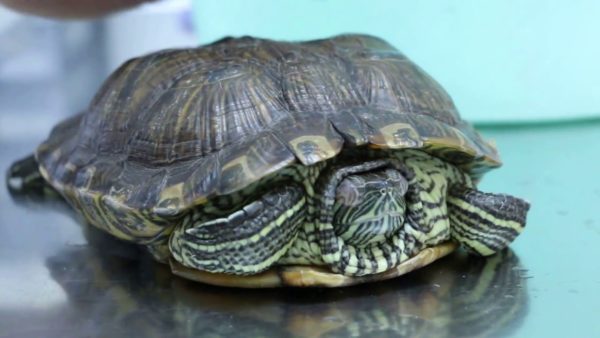 Why the red-eared turtle does not eat anything, is lethargic and sleeps: reasons for refusing food and pet inactivity