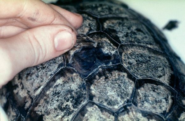 Why the red-eared turtle does not eat anything, is lethargic and sleeps: reasons for refusing food and pet inactivity