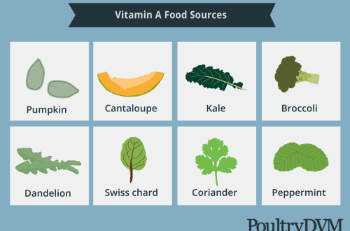 Miks on kanadele vitamiine vaja, mida nende puudus mõjutab