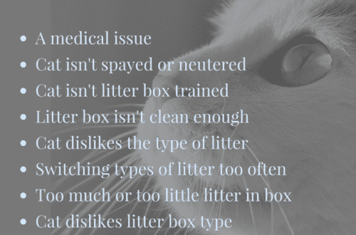 Why won&#8217;t my cat use the litter box?