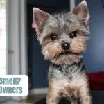 Why Yorkies smell: what could be the reasons