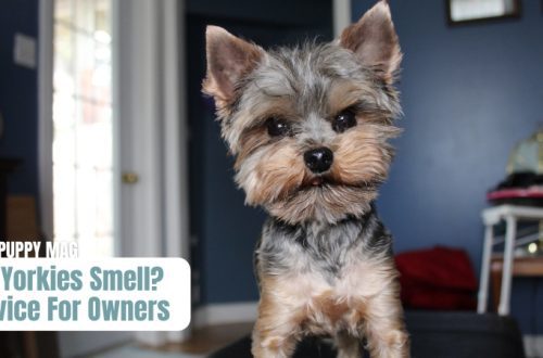 Why Yorkies smell: what could be the reasons