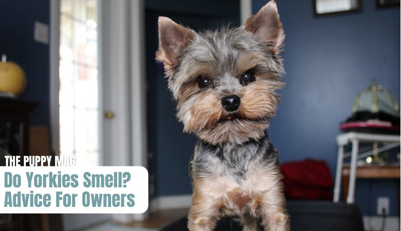 Why Yorkies smell: what could be the reasons