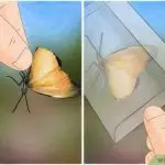 Why you can’t catch butterflies: what kind of fishing harms them