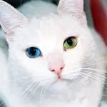 Why you can’t look into the eyes of a cat: reasons and signs