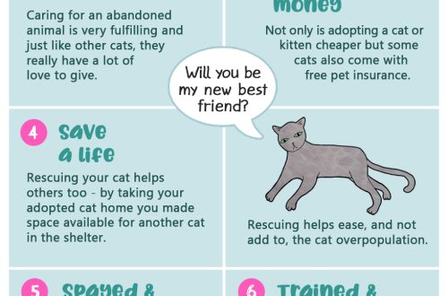 Why you should adopt a cat from a shelter
