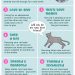 You have decided to get a cat: how to prepare for her appearance in the house