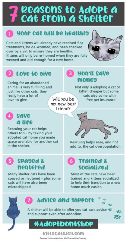 Why you should adopt a cat from a shelter