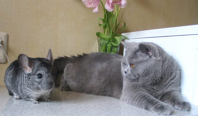 Will a chinchilla and a cat get along in one apartment