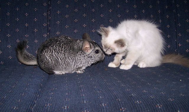 Will a chinchilla and a cat get along in one apartment