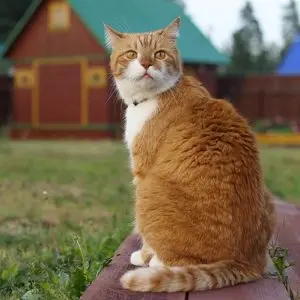 With a cat to the country!