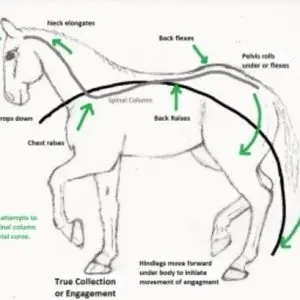 Work on the development of the musculature of the horse