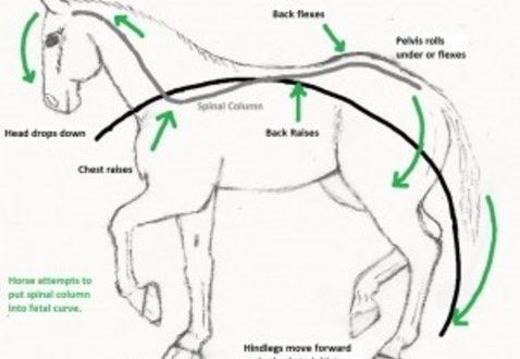 Work on the development of the musculature of the horse