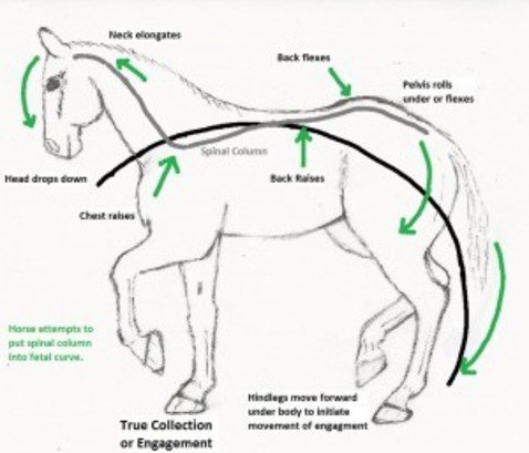 Work on the development of the musculature of the horse