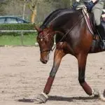 Work on the reduced canter