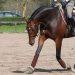 Young Horse Work: The German Training Scale