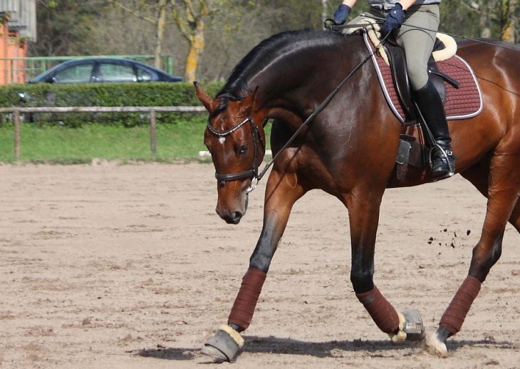 Work on the reduced canter