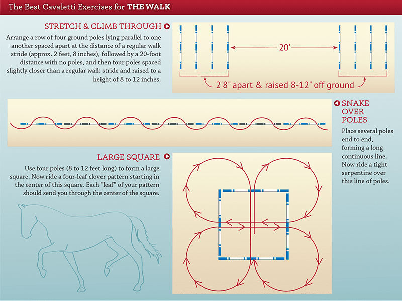 ​Working on the quality of the gaits: the best exercises on the cavaletti